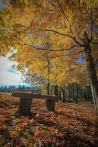 Autumn Bench