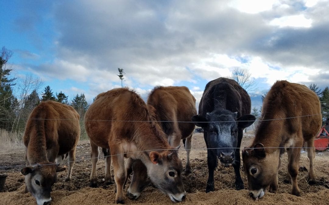 Heard in New Hampshire