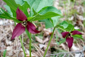 trilliums