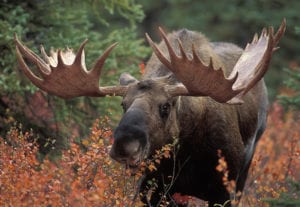 Moose